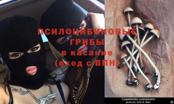 амф Аркадак
