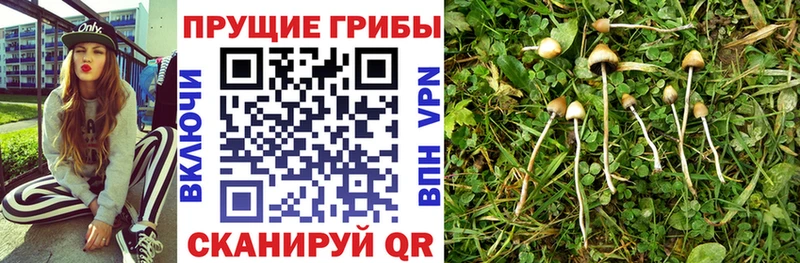 Галлюциногенные грибы прущие грибы Поронайск
